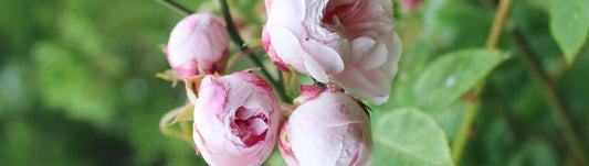 Le rose che hanno ispirato Roseto