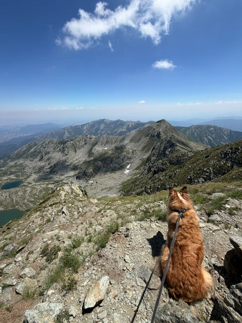 Una giornata tra i laghi alpini e i mirtilli